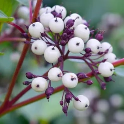 Red Osier Red Twig Dogwood (Cornus Sericea) - 3 Pack Of 1.5 Quart Pots -Outlet Aegis Garden Store dogwood red osier 500x750 3