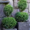 Poodle Tier Dwarf Alberta Spruce Topiary (2-Ball) - 2 Gallon Pot -Outlet Aegis Garden Store dwarf alberta spruce two ball poodle tier topiary 1