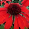 Panama Red Coneflower (Echinacea) - 1 Gallon Pot -Outlet Aegis Garden Store echinacea panama red coneflower 1