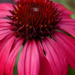 Sombrero Baja Burgundy Coneflower (Echinacea) - 6-Pack Of 1 Gallon Pots
