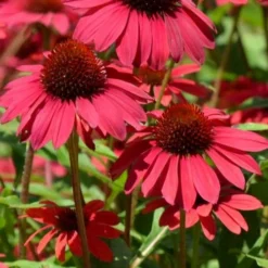 Sombrero Baja Burgundy Coneflower (Echinacea) - 6-Pack Of 1 Gallon Pots 11 Sombrero Baja Burgundy Coneflower (Echinacea) - 6-Pack Of 1 Gallon Pots -Outlet Aegis Garden Store echinacea sombrero baja burgundy coneflower 12