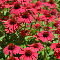 Sombrero Baja Burgundy Coneflower (Echinacea) - 6-Pack Of 1 Gallon Pots 10 Sombrero Baja Burgundy Coneflower (Echinacea) - 6-Pack Of 1 Gallon Pots -Outlet Aegis Garden Store echinacea sombrero baja burgundy coneflower 13