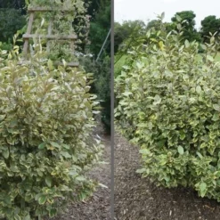 Olive Martini Elaeagnus - 2 Gallon Pot -Outlet Aegis Garden Store elaeagnus olive martini 11 3