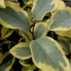 Olive Martini Elaeagnus - 1 Gallon Pot