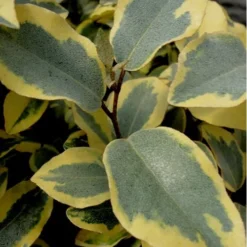 Olive Martini Elaeagnus - 2 Gallon Pot