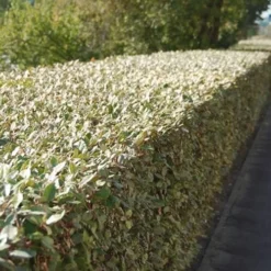 Olive Martini Elaeagnus - 1 Gallon Pot -Outlet Aegis Garden Store elaeagnus olive martini 13