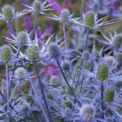 Blue Cap Sea Holly (Eryngium Planum 'Blaukappe') - 1 Gallon Pot -Outlet Aegis Garden Store eryngium planum blaukappe sea holly 3