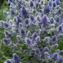 Blue Hobbit Sea Holly (Eryngium Planum) - 1 Gallon Pot