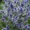 Blue Hobbit Sea Holly (Eryngium Planum) - 5 Pack Of Quart Pots 2 Blue Hobbit Sea Holly (Eryngium Planum) - 5 Pack Of Quart Pots -Outlet Aegis Garden Store eryngium planum blue hobbit sea holly 6