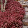 Purple Wintercreeper (Euonymus Fortunei 'Coloratus') - 36 Pack Of Pint Pots 2 Purple Wintercreeper (Euonymus Fortunei 'Coloratus') - 36 Pack Of Pint Pots -Outlet Aegis Garden Store euonymus fortunei coloratus purple wintercreeper 8
