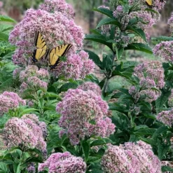 Queen Of The Prairie Hollow Stem Joe Pye Weed - 8 Pack Of 1 Gallon Pots -Outlet Aegis Garden Store eupatoriadelphus fistulosa joe pye weed 5 1