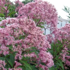 Queen Of The Prairie Hollow Stem Joe Pye Weed - 8 Pack Of 1 Gallon Pots -Outlet Aegis Garden Store eupatoriadelphus fistulosa joe pye weed 8 1