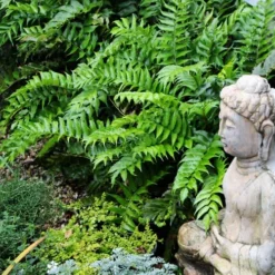 Japanese Holly Fern - Cyrtomium Falcatum 'Rochfordianum' - 2.5 Quart Pot 13 Japanese Holly Fern - Cyrtomium Falcatum 'Rochfordianum' - 2.5 Quart Pot -Outlet Aegis Garden Store fern20holly203