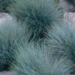 Blue Fescue Grass (Festuca Glauca) - 1 Gallon Pot -Outlet Aegis Garden Store festuca glauca blue fescue grass 14 2