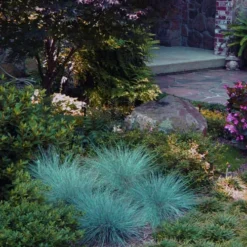 Blue Fescue Grass (Festuca Glauca) - 10 Pack Of Quart Pots