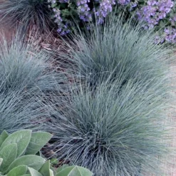 Blue Fescue Grass (Festuca Glauca) - 1 Gallon Pot -Outlet Aegis Garden Store festuca glauca blue fescue grass 7 2
