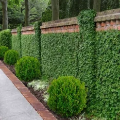 Creeping Fig (Ficus Pumila) - 5 Pack Of Quart Pots -Outlet Aegis Garden Store ficus pumila green creeping fig 100 1