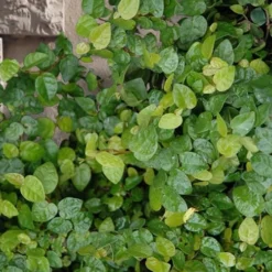 Creeping Fig (Ficus Pumila) - 5 Pack Of Quart Pots -Outlet Aegis Garden Store ficus pumila green creeping fig 103