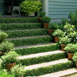 Creeping Fig (Ficus Pumila) - 5 Pack Of Quart Pots -Outlet Aegis Garden Store ficus pumila green creeping fig 105 1