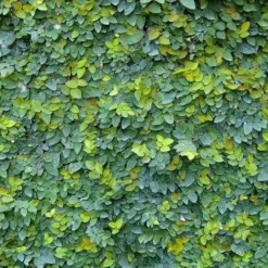 Creeping Fig (Ficus Pumila) - 5 Pack Of Quart Pots -Outlet Aegis Garden Store ficus pumila green creeping fig 106