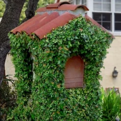 Creeping Fig (Ficus Pumila) - 5 Pack Of Quart Pots -Outlet Aegis Garden Store ficus pumila green creeping fig 107 1