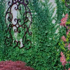 Creeping Fig (Ficus Pumila) - 5 Pack Of Quart Pots -Outlet Aegis Garden Store ficus pumila green creeping fig 112 1