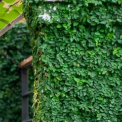 Creeping Fig (Ficus Pumila) - 5 Pack Of Quart Pots -Outlet Aegis Garden Store ficus pumila green creeping fig 113 1