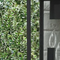 Variegated Creeping Fig - Ficus Pumila 'Variegata' - 5 Pack Of Pint Pots -Outlet Aegis Garden Store ficus pumila variegata creeping fig 101 2