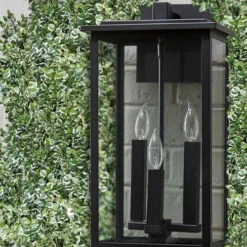 Variegated Creeping Fig - Ficus Pumila 'Variegata' - 5 Pack Of Pint Pots -Outlet Aegis Garden Store ficus pumila variegata creeping fig 102 2