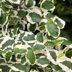 Variegated Creeping Fig - Ficus Pumila 'Variegata' - 6 Pack Of Pint Pots