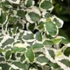 Variegated Creeping Fig (Ficus Pumila 'Variegata') - 10 Pack Of 4" Pint Pots -Outlet Aegis Garden Store ficus pumila variegata creeping fig 103