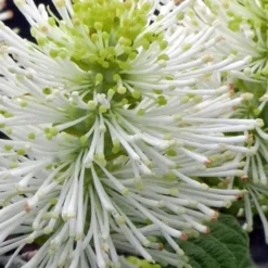 Dwarf Fothergilla - 1 Gallon Pot -Outlet Aegis Garden Store fothergilla gardenii dwarf witch alder 1