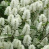 Dwarf Fothergilla - 1 Gallon Pot