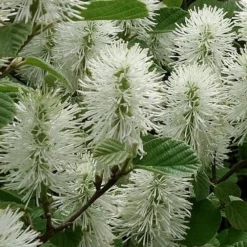 Dwarf Fothergilla - 1 Gallon Pot -Outlet Aegis Garden Store fothergilla gardenii dwarf witch alder 3