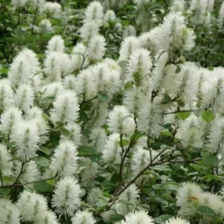 Dwarf Fothergilla - 1 Gallon Pot -Outlet Aegis Garden Store fothergilla gardenii dwarf witch alder 4