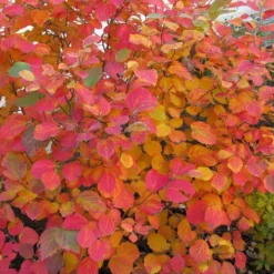 Dwarf Fothergilla - 1 Gallon Pot -Outlet Aegis Garden Store fothergilla gardenii dwarf witch alder 5