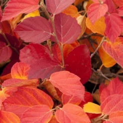 Dwarf Fothergilla - 1 Gallon Pot -Outlet Aegis Garden Store fothergilla gardenii dwarf witch alder 6