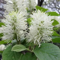 Dwarf Fothergilla - 1 Gallon Pot -Outlet Aegis Garden Store fothergilla gardenii dwarf witch alder 7