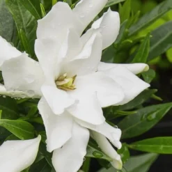 Radicans Creeping Dwarf Gardenia - 3 Gallon Pot -Outlet Aegis Garden Store gardenia radicans 22