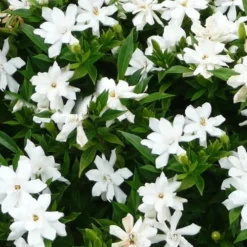 Radicans Creeping Dwarf Gardenia - 3 Gallon Pot -Outlet Aegis Garden Store gardenia radicans 24