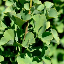 Mariken Dwarf Ginkgo Single Trunk Topiary Tree - 2 Gallon Pot -Outlet Aegis Garden Store ginkgo biloba mariken dwarf 4