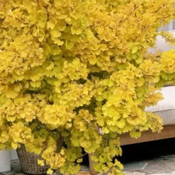 Mariken Dwarf Ginkgo Single Trunk Topiary Tree - 2 Gallon Pot -Outlet Aegis Garden Store ginkgo biloba mariken single trunk topiary tree 1