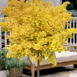 Outlet Aegis Garden Store 46 Mariken Dwarf Ginkgo Single Trunk Topiary Tree - 2 Gallon Pot