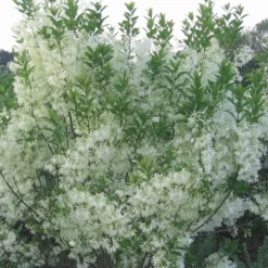 Grancy Graybeard - White Fringe Tree - 3 Gallon Pot -Outlet Aegis Garden Store grancy graybeard tree 33 1