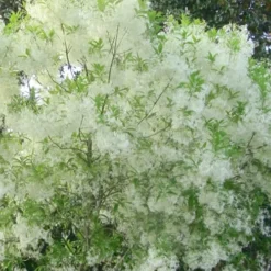 Grancy Graybeard - White Fringe Tree - 3 Gallon Pot -Outlet Aegis Garden Store grancy graybeard tree flowers 22 500x750 2