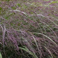 Prairie Winds Apache Rose Switchgrass (Panicum) - 1 Gallon Pot -Outlet Aegis Garden Store grass switch prairie rose 800x500 1