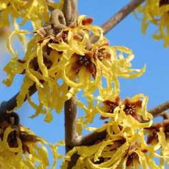 Arnold Promise Witch Hazel - 3 Gallon Pot -Outlet Aegis Garden Store hamamelis intermedia arnolds promise witch hazel 1