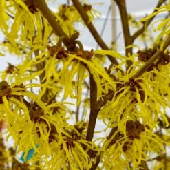 Arnold Promise Witch Hazel - 3 Gallon Pot -Outlet Aegis Garden Store hamamelis intermedia arnolds promise witch hazel 2