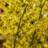 Arnold Promise Witch Hazel - 3 Gallon Pot -Outlet Aegis Garden Store hamamelis intermedia arnolds promise witch hazel 3