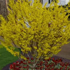 Arnold Promise Witch Hazel - 3 Gallon Pot -Outlet Aegis Garden Store hamamelis intermedia arnolds promise witch hazel 4